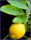 lemon