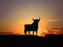Osborne bull