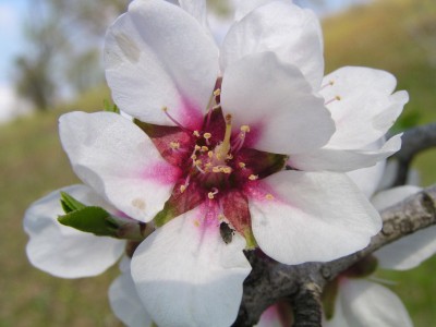 Flor del almendro en febrero en Jaln