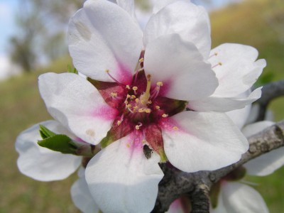 Flor de l'ametler al febrer a Xal